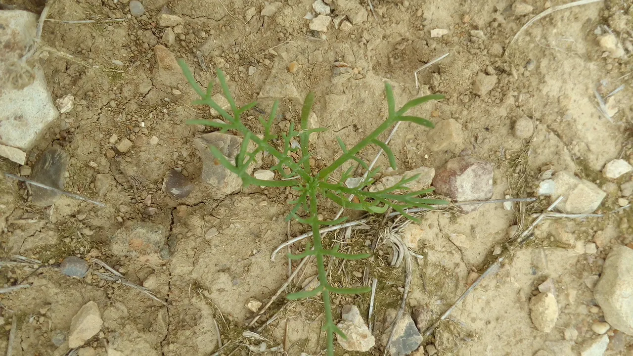 Chamomile, Roman Chamomile (Chamaemelum Nobile) — ground cover with yellow blooms; drought tolerant once established