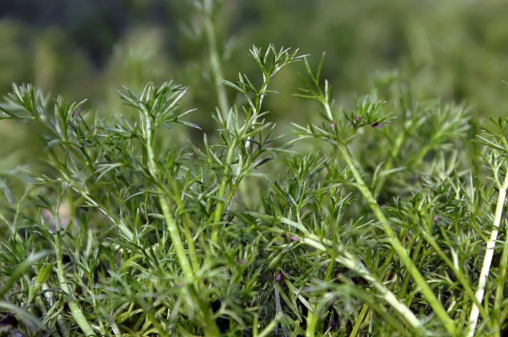 Chamomile, Roman Chamomile (Chamaemelum Nobile) — apple-like fragrance that is a delight in any garden setting.<br><br>Ideal for zones 4 to 9