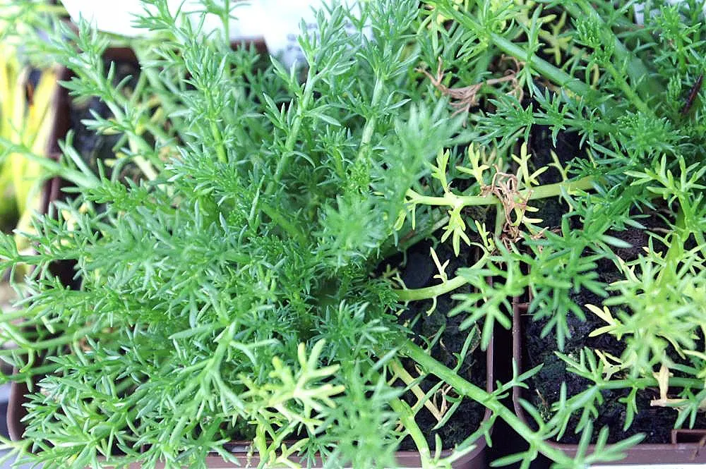 Chamomile, Roman Chamomile (Chamaemelum Nobile) — this evergreen reaches a mature height of only 4 to 12 inches and spreads up to 12 inches wide; it requires