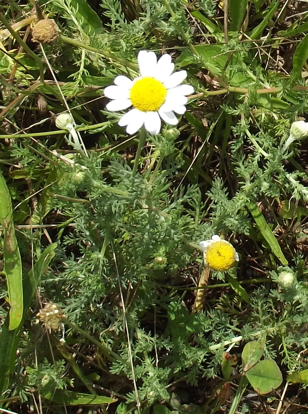Chamomile, Roman Chamomile (Chamaemelum Nobile) — feathery foliage and daisy-like white flowers with yellow centers; roman Chamomile thrives in, image 48
