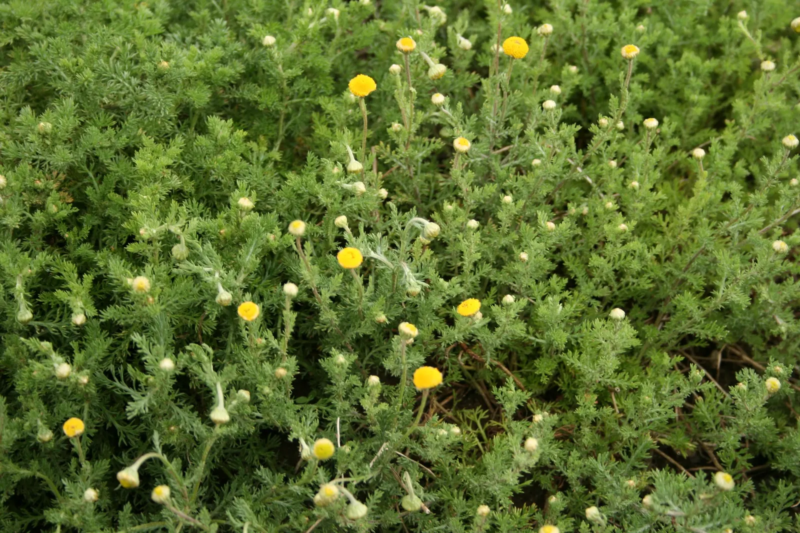 Chamomile, Roman Chamomile (Chamaemelum Nobile) — Ideal for full sun to part shade, this plant prefers well-draining soil and moderate moisture, image 52
