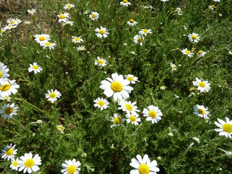 Chamomile, Roman Chamomile (Chamaemelum Nobile) — Drought tolerant once established; it's also a pollinator-friendly plant, attracting bees and beneficial