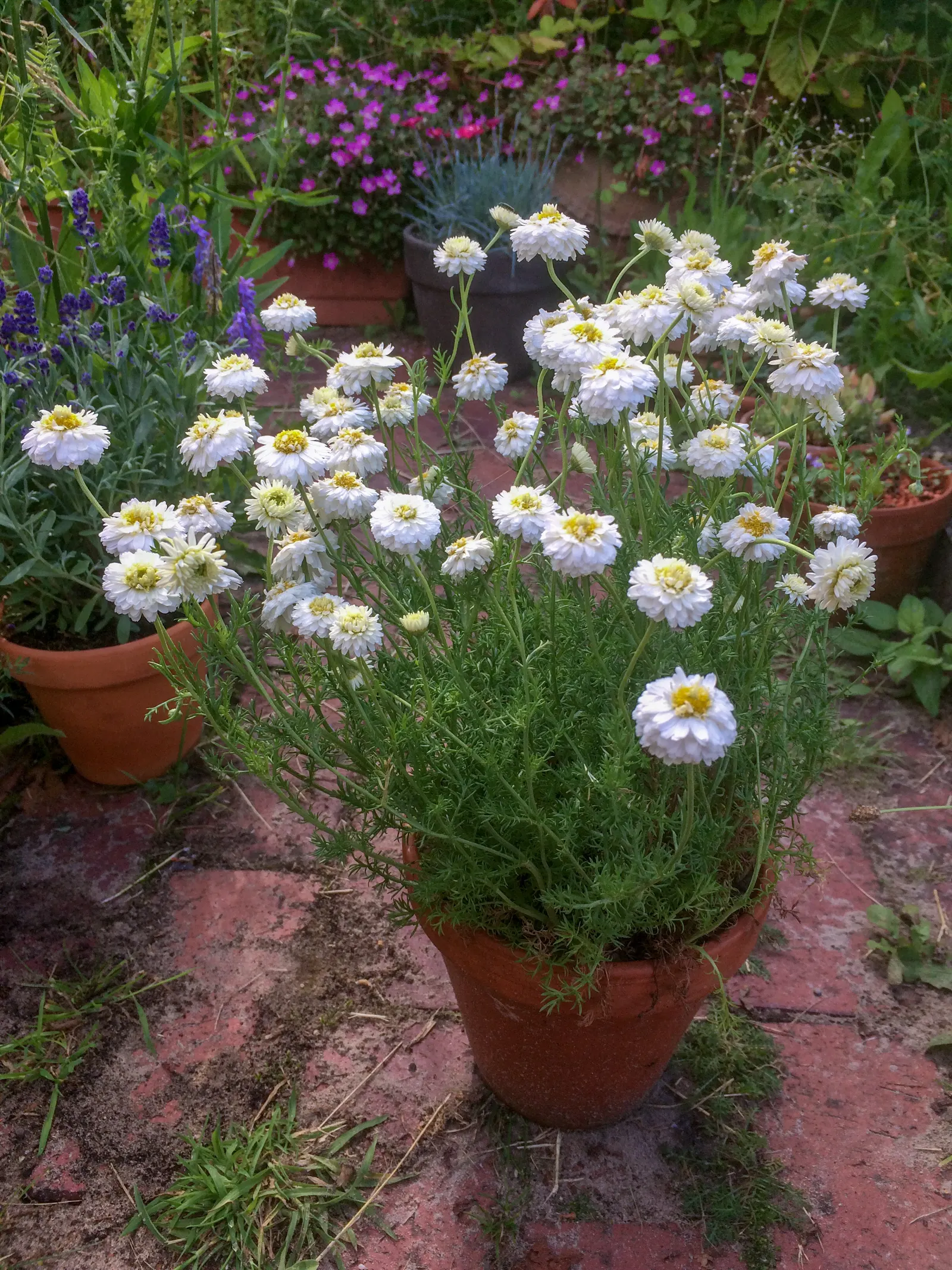 Chamomile, Roman Chamomile (Chamaemelum Nobile) — It's also a pollinator-friendly plant, attracting bees and beneficial insects to the garden