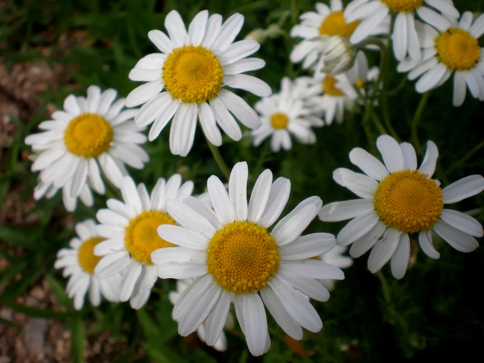 Chamomile, Roman Chamomile (Chamaemelum Nobile) — making it an excellent choice for low-water landscapes or xeriscaping designs; apple-like fragrance that is a
