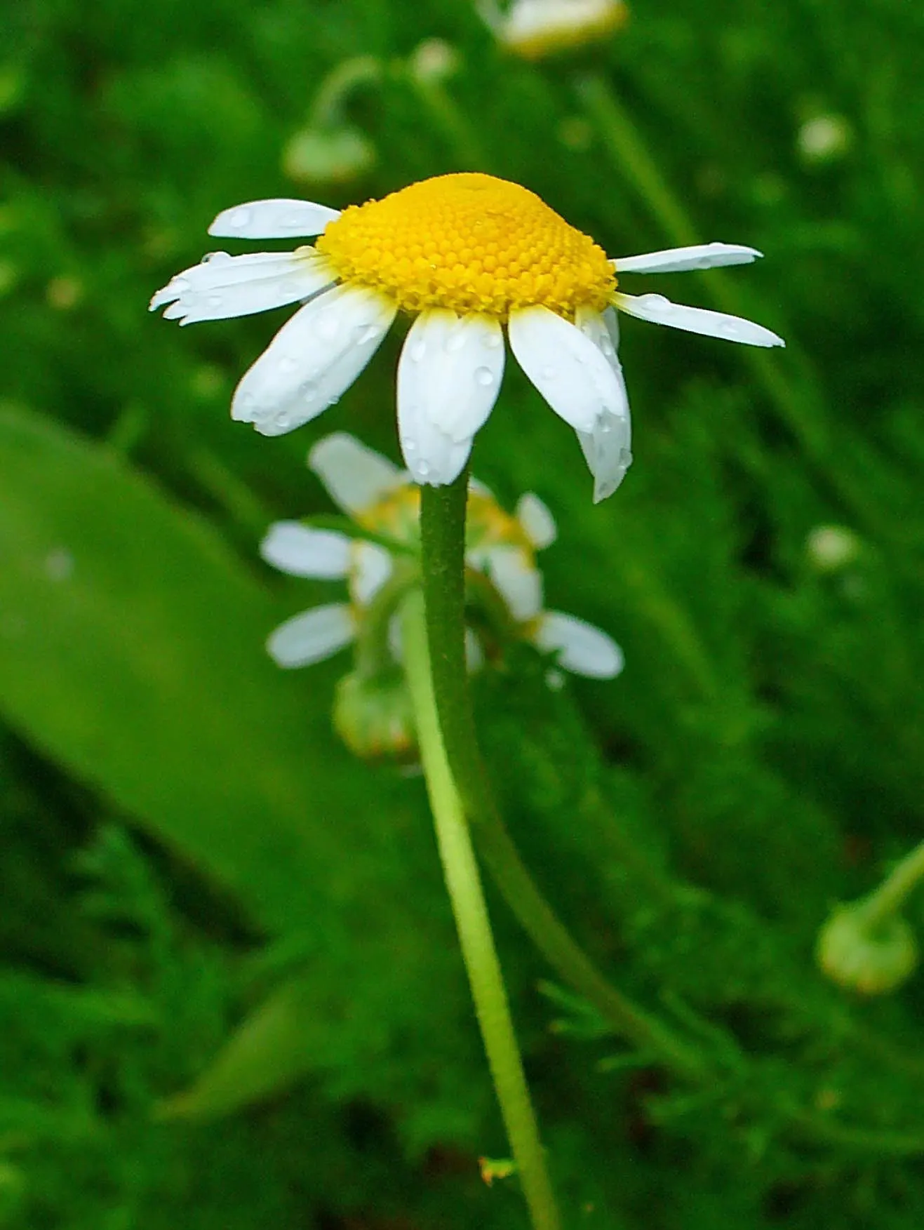 Chamomile, Roman Chamomile (Chamaemelum Nobile) — Chamaemelum nobile can be used effectively as a living mulch; roman Chamomile (Chamaemelum nobile) is a