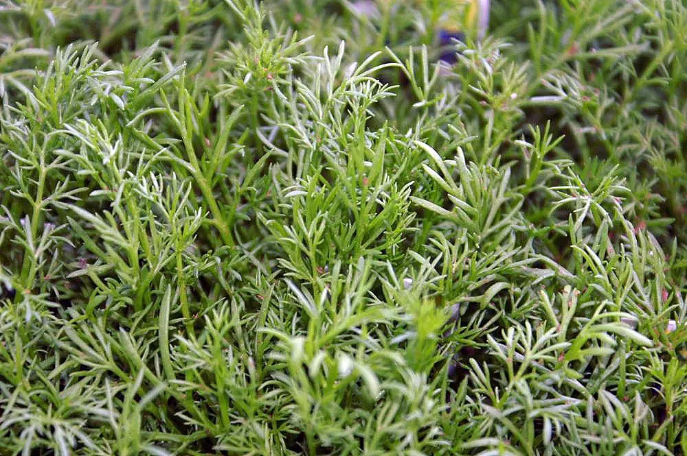 Chamomile, Roman Chamomile (Chamaemelum Nobile) — low-growing mat about 3-4 inches tall