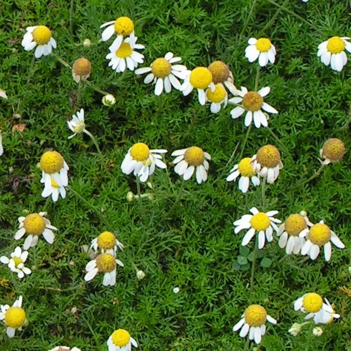Chamomile, Roman Chamomile (Chamaemelum Nobile) — apple-like fragrance that is a delight in any garden setting.<br><br>Ideal for zones 4 to 9; yellow flowers