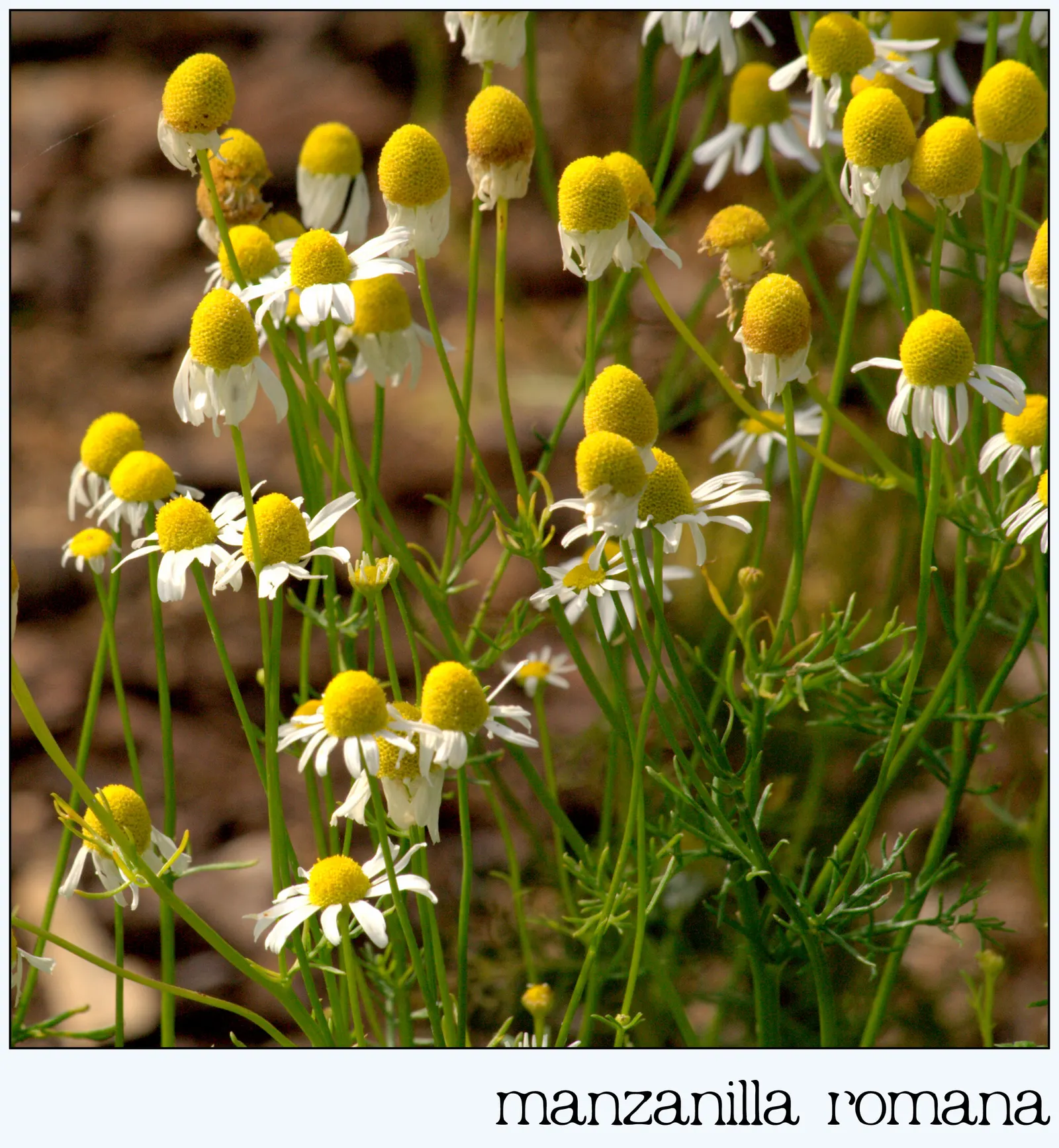 Chamomile, Roman Chamomile (Chamaemelum Nobile) — Roman Chamomile is a charming ground cover or edging plant and is popular in herb gardens and tea blends