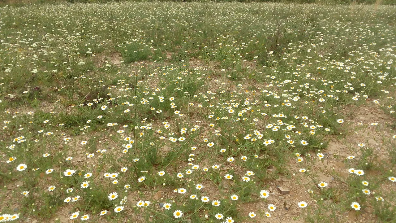 Chamomile, Roman Chamomile (Chamaemelum Nobile) — spreading up to 12 inches; this evergreen reaches a mature height of only 4 to 12 inches and spreads up to 12