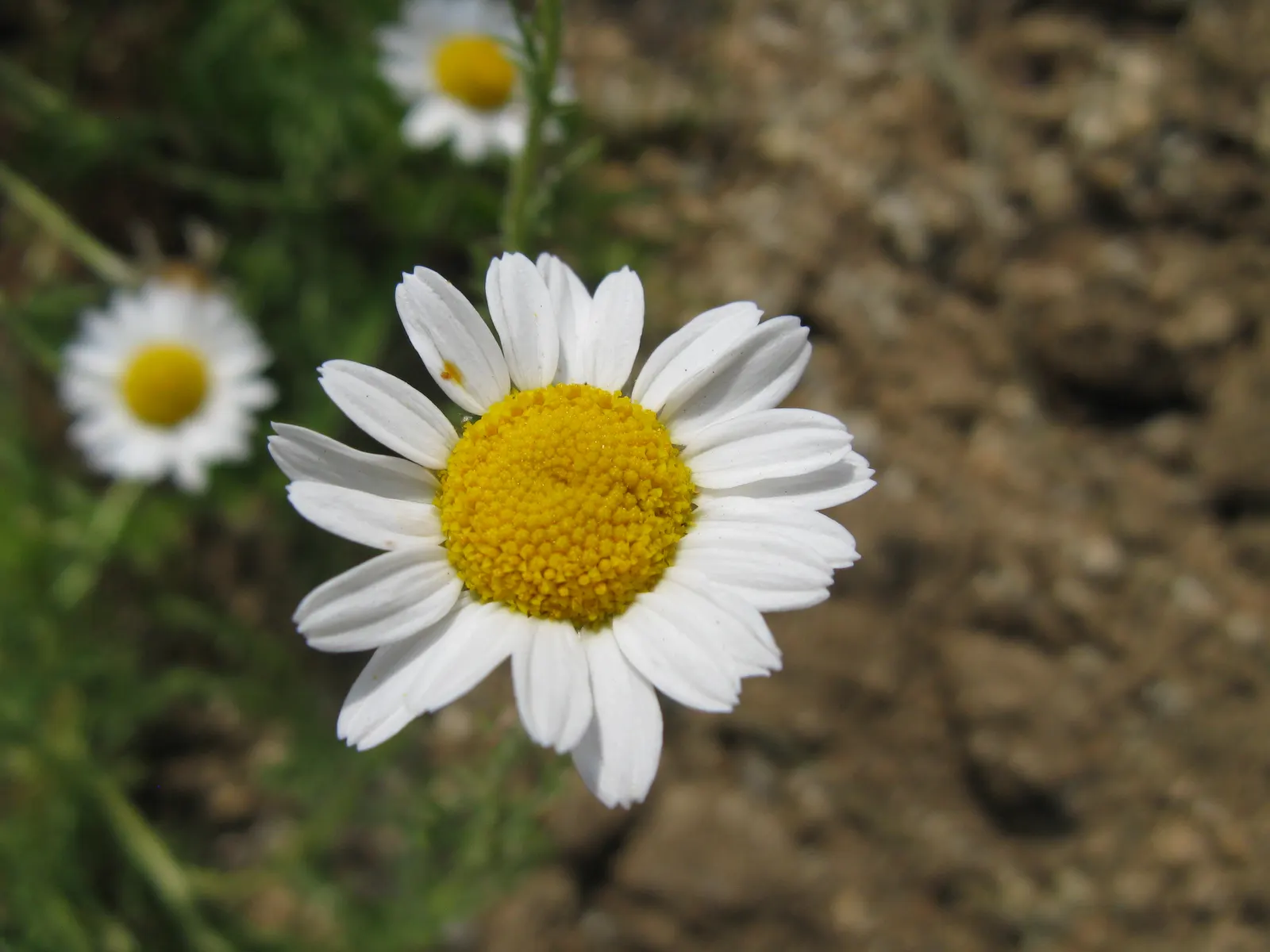 Chamomile, Roman Chamomile (Chamaemelum Nobile) — low-growing mat about 3-4 inches tall; feathery foliage and daisy-like white flowers with yellow, image 50