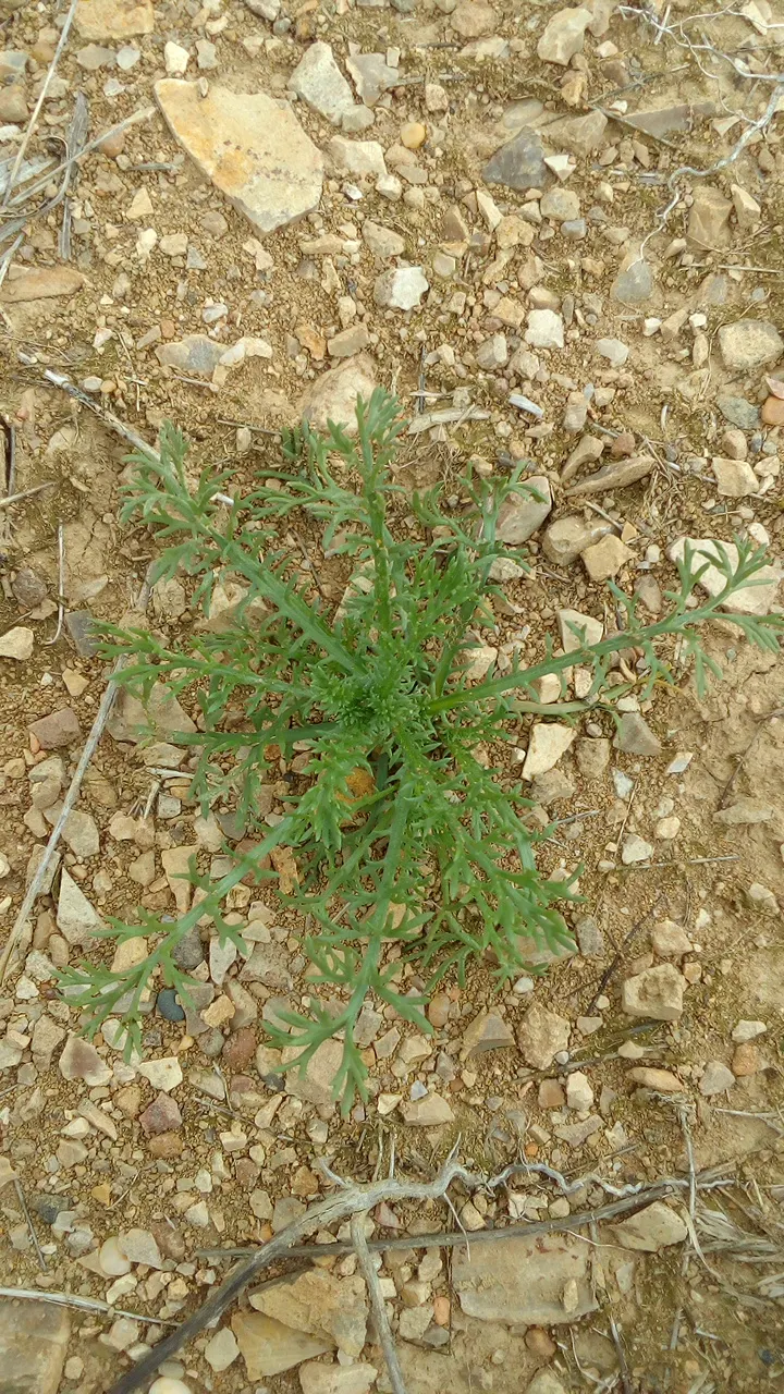 Chamomile, Roman Chamomile (Chamaemelum Nobile) — yellow flowers in the garden