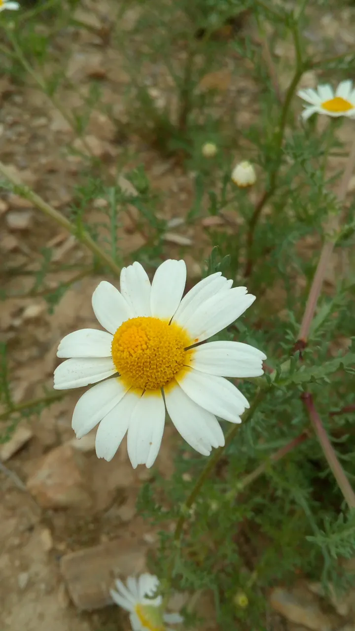 Chamomile, Roman Chamomile (Chamaemelum Nobile) — sandy loam with a pH of 5.6 to 7.5, image 35