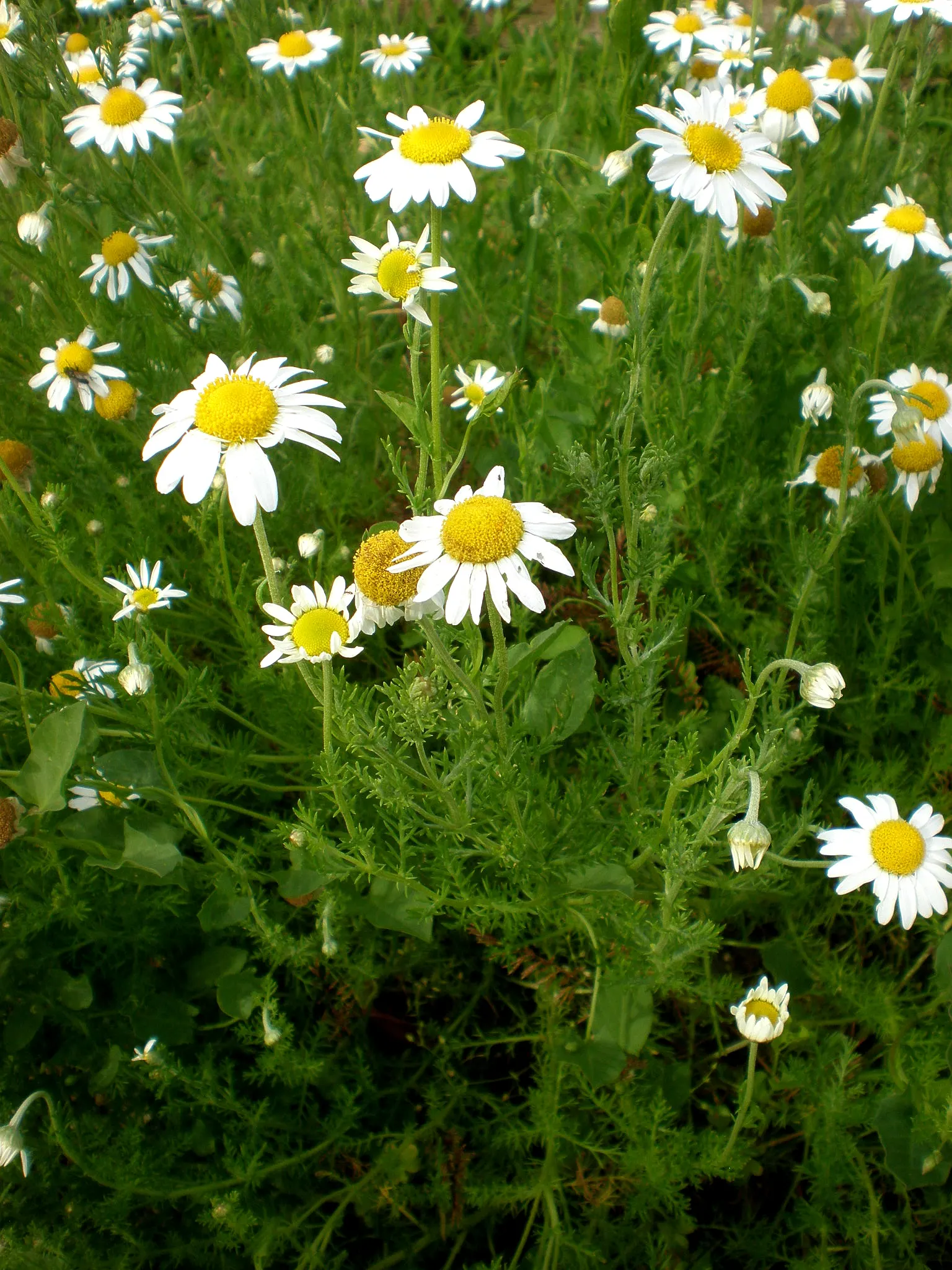 Chamomile, Roman Chamomile (Chamaemelum Nobile) — Thriving in USDA zones 4‚Äì9; or to fill planting pockets in retaining walls.<br><br>When educating clients