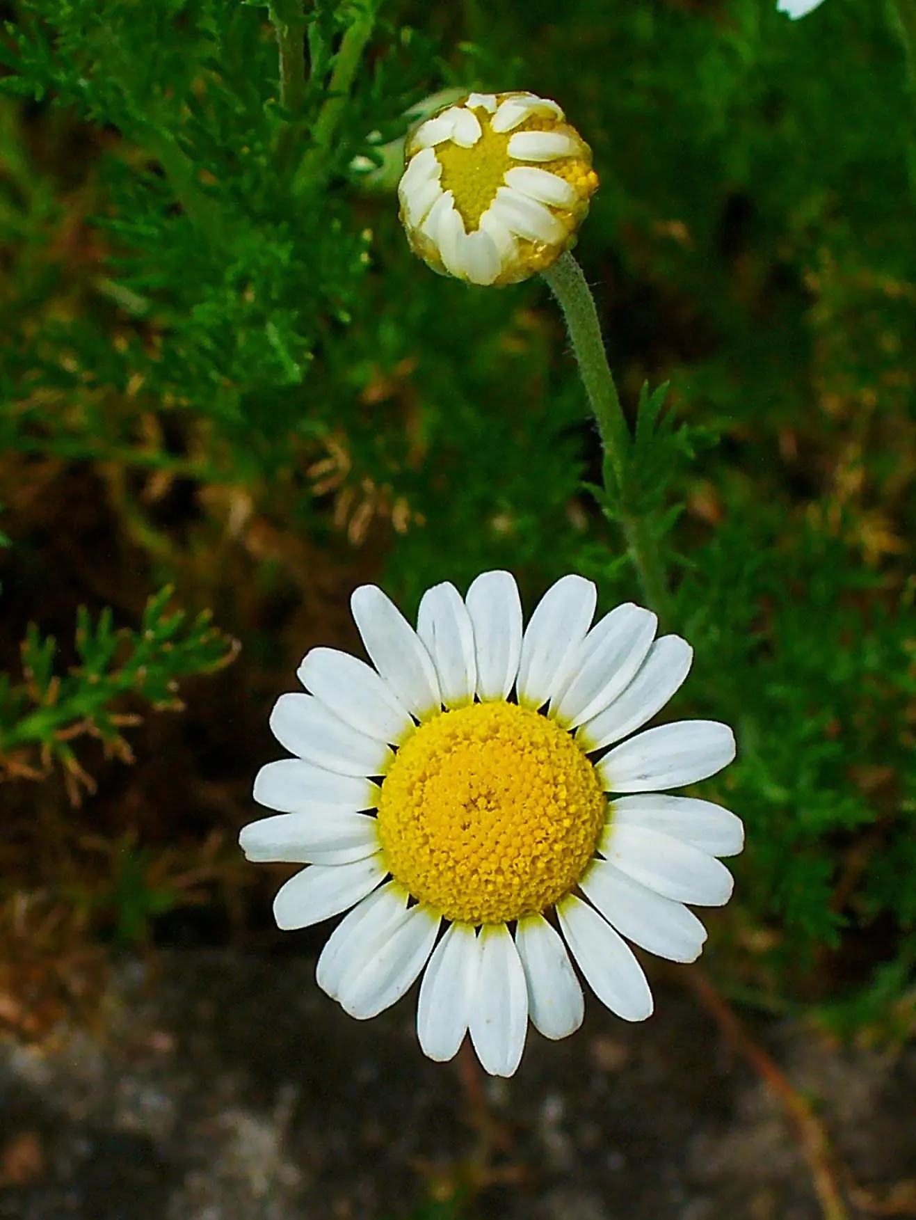 Chamomile, Roman Chamomile (Chamaemelum Nobile) — or to fill planting pockets in retaining walls.<br><br>When educating clients about Roman Chamomile; commonly