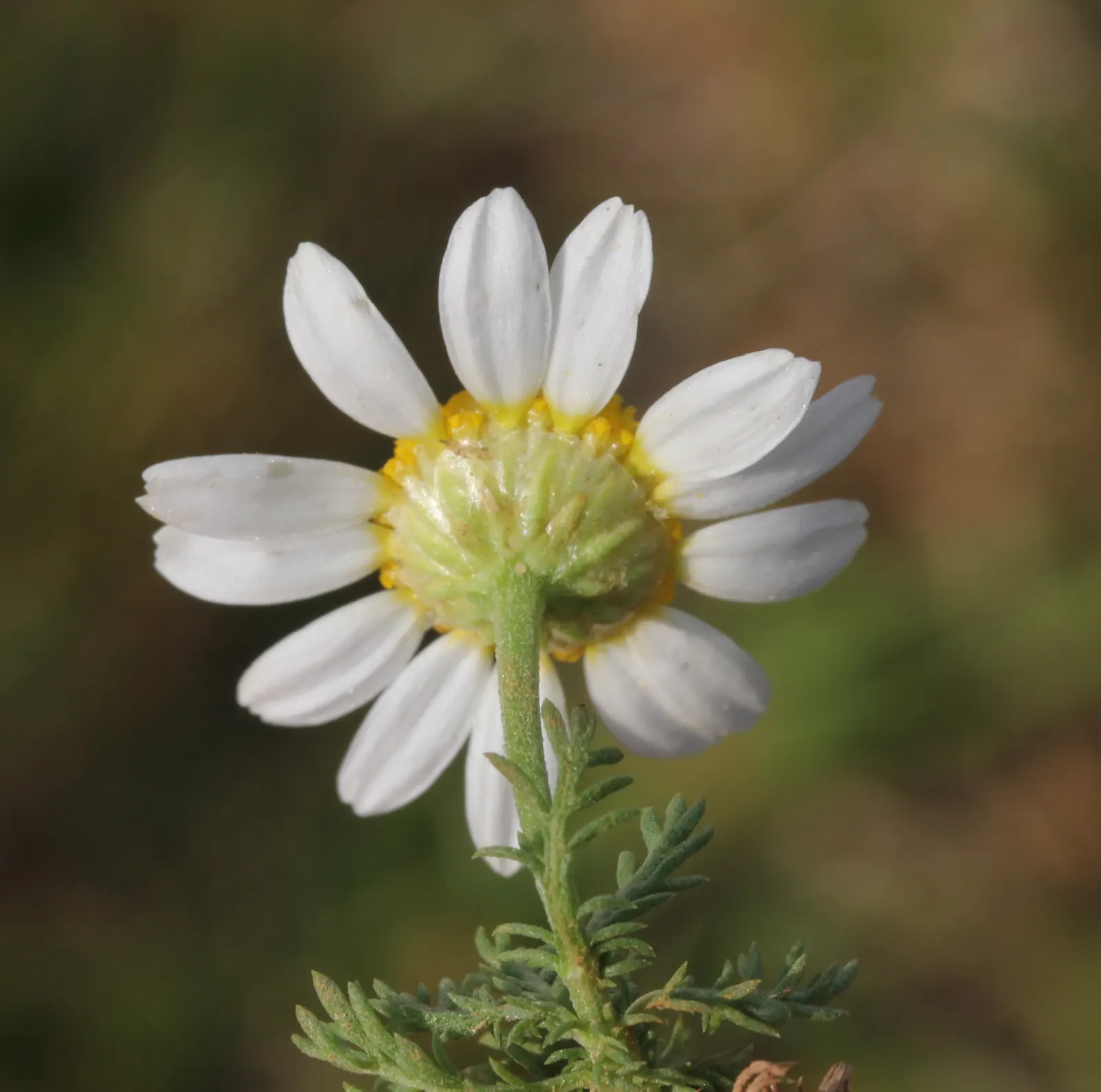 Chamomile, Roman Chamomile (Chamaemelum Nobile) — Inform them to avoid overwatering to prevent root rot and to shear lightly after flowering to maintain a dense