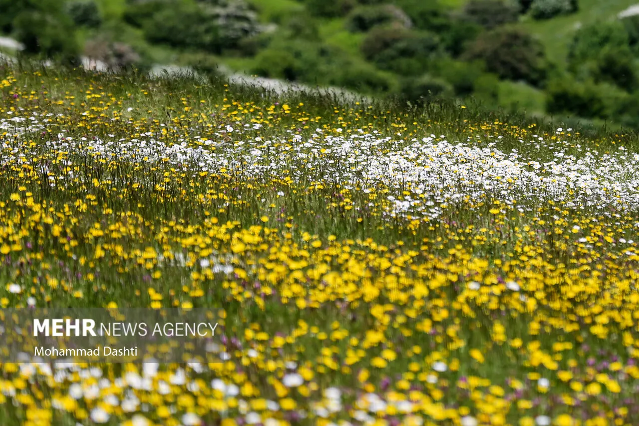 Chamomile, Roman Chamomile (Chamaemelum Nobile) — Roman Chamomile (Chamaemelum nobile) is a perennial herb famous for its aromatic; low-growing mat, image 47