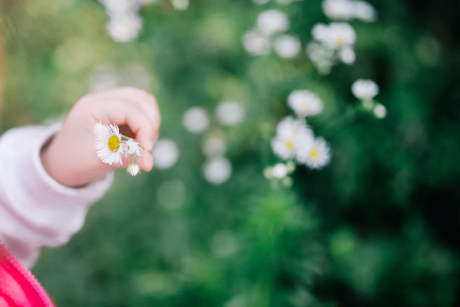 Chamomile, Roman Chamomile (Chamaemelum Nobile) — or to fill planting pockets in retaining walls.<br><br>When educating clients about Roman Chamomile