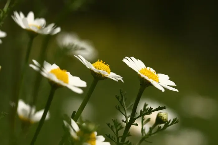 Chamomile, Roman Chamomile (Chamaemelum Nobile) — this evergreen reaches a mature height of only 4 to 12 inches and spreads up to 12 inches wide