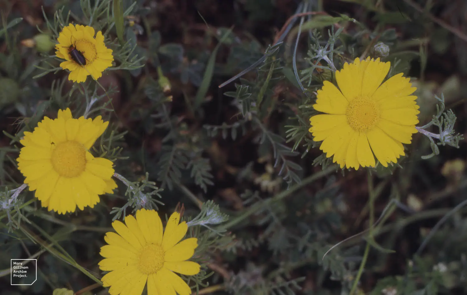 Chamomile, Roman Chamomile (Chamaemelum Nobile) — Thriving in USDA zones 4‚Äì9; or to fill planting pockets in retaining walls.<br><br>When, image 49