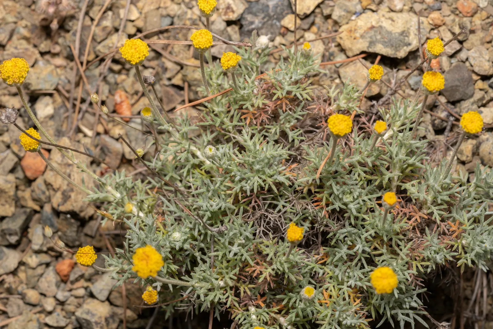 Chamomile, Roman Chamomile (Chamaemelum Nobile) — With a moderate growth rate; chamaemelum nobile can be used effectively as a living mulch
