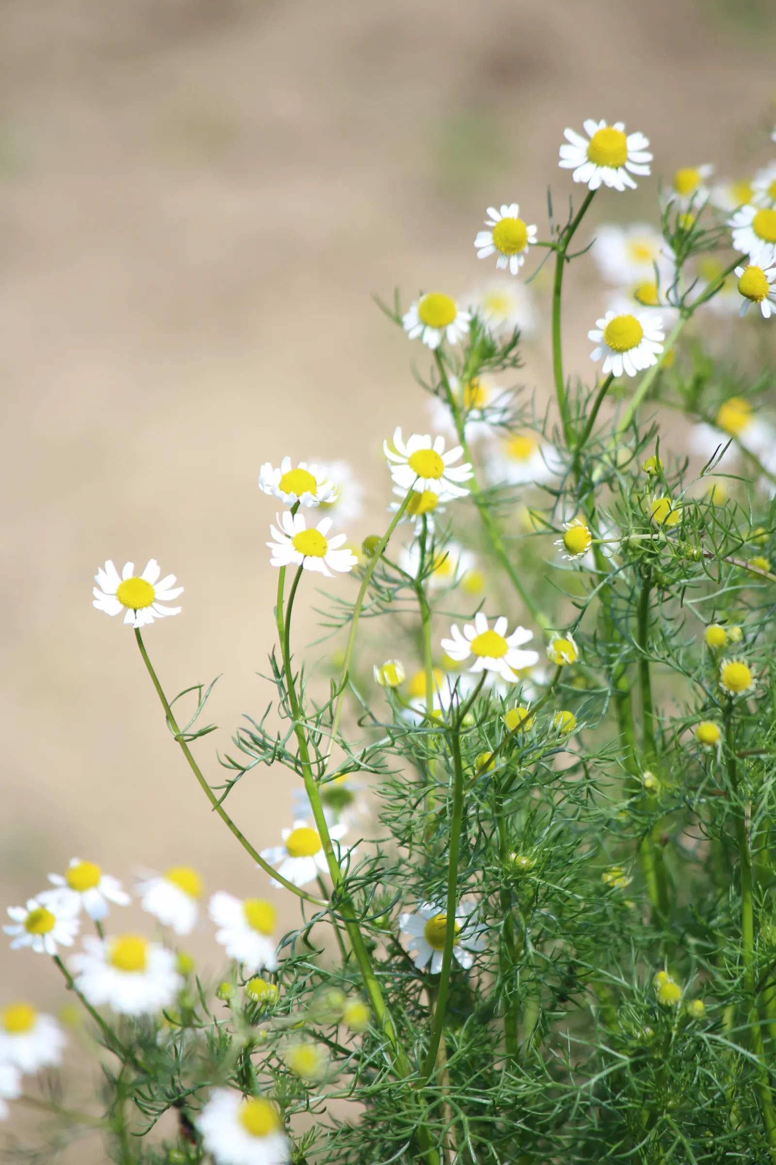 Chamomile, Roman Chamomile (Chamaemelum Nobile) — sandy loam with a pH of 5.6 to 7.5