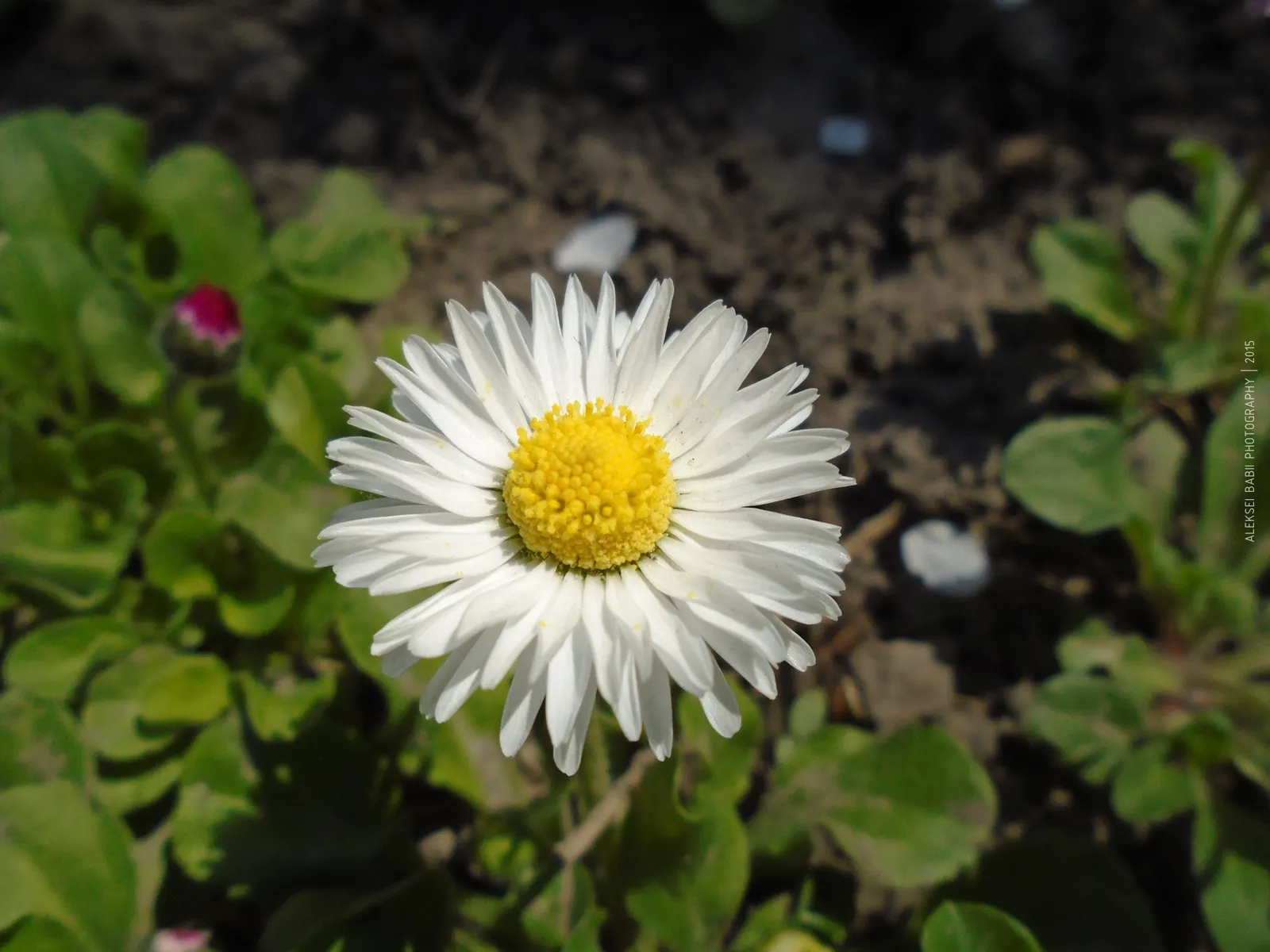 Chamomile, Roman Chamomile (Chamaemelum Nobile) — commonly known as Roman Chamomile; roman Chamomile is a charming ground cover or edging plant and is popular