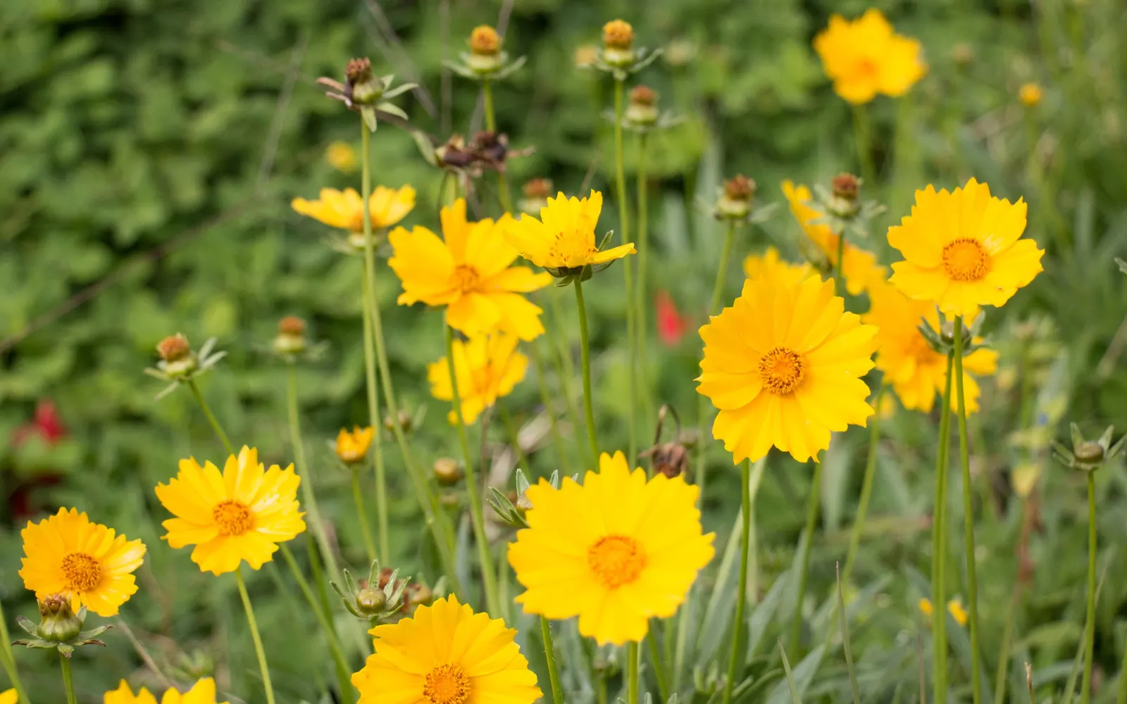 Chamomile, Roman Chamomile (Chamaemelum Nobile) — Thriving in USDA zones 4‚Äì9