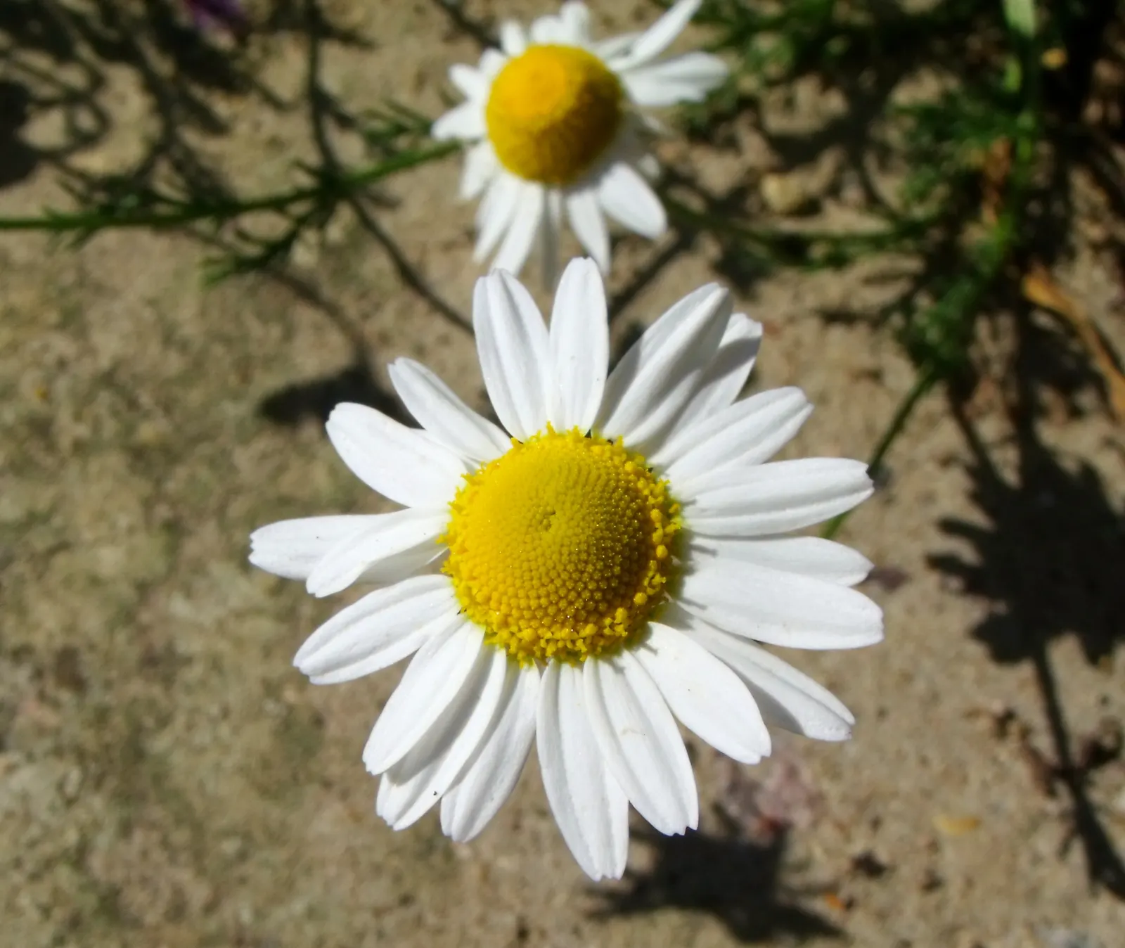 Chamomile, Roman Chamomile (Chamaemelum Nobile) — Chamaemelum nobile can be used effectively as a living mulch
