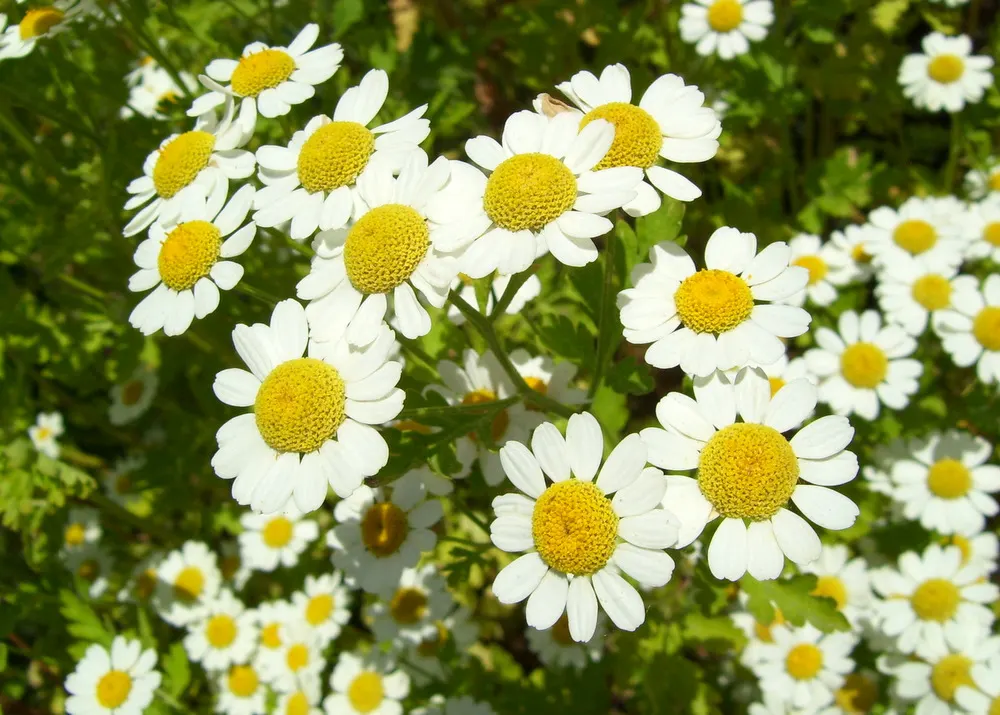 Chamomile, Roman Chamomile (Chamaemelum Nobile) — ground cover for full or half