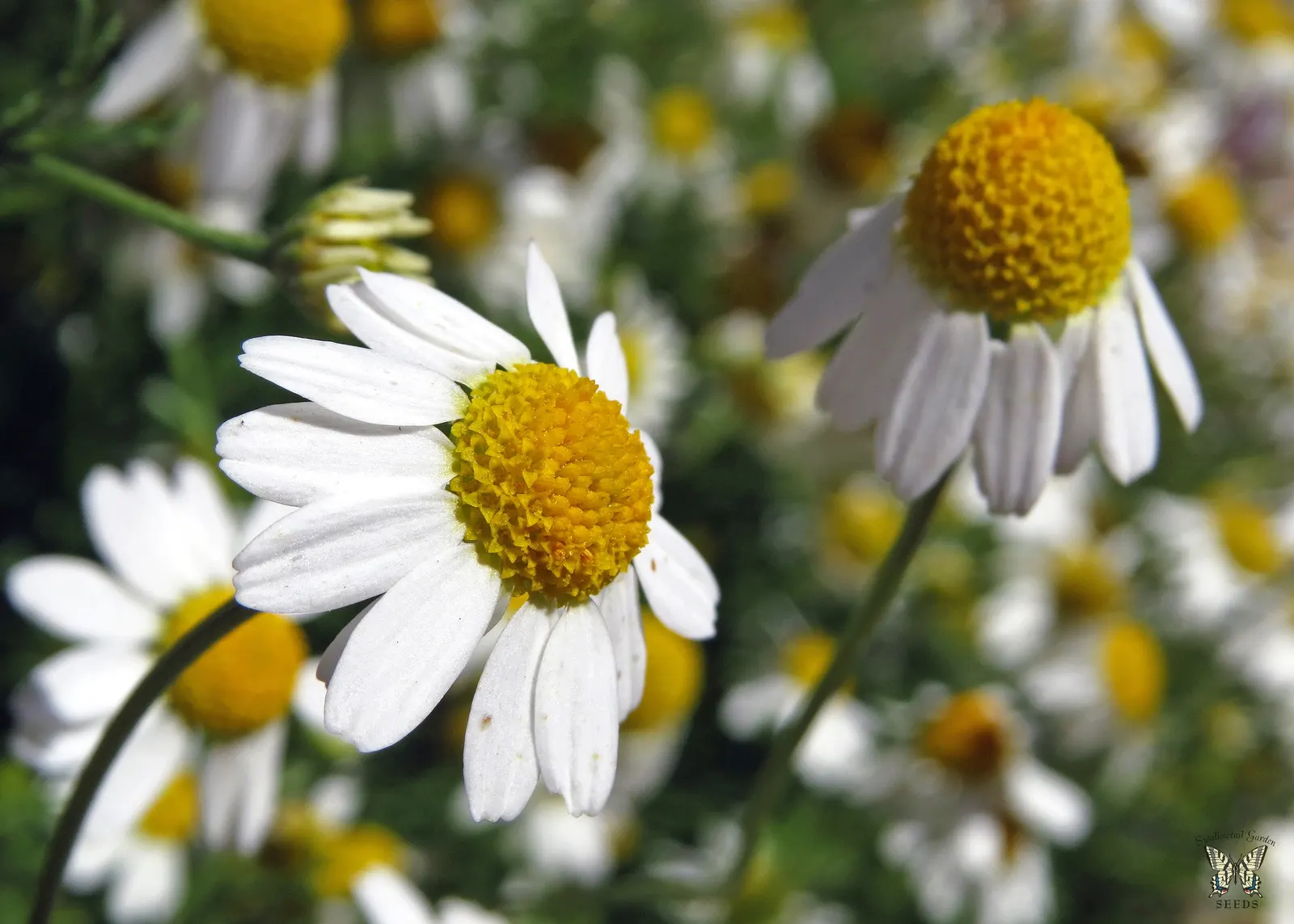 Chamomile, Roman Chamomile (Chamaemelum Nobile) — It's also a pollinator-friendly plant, attracting bees and beneficial insects to the garden; making it an