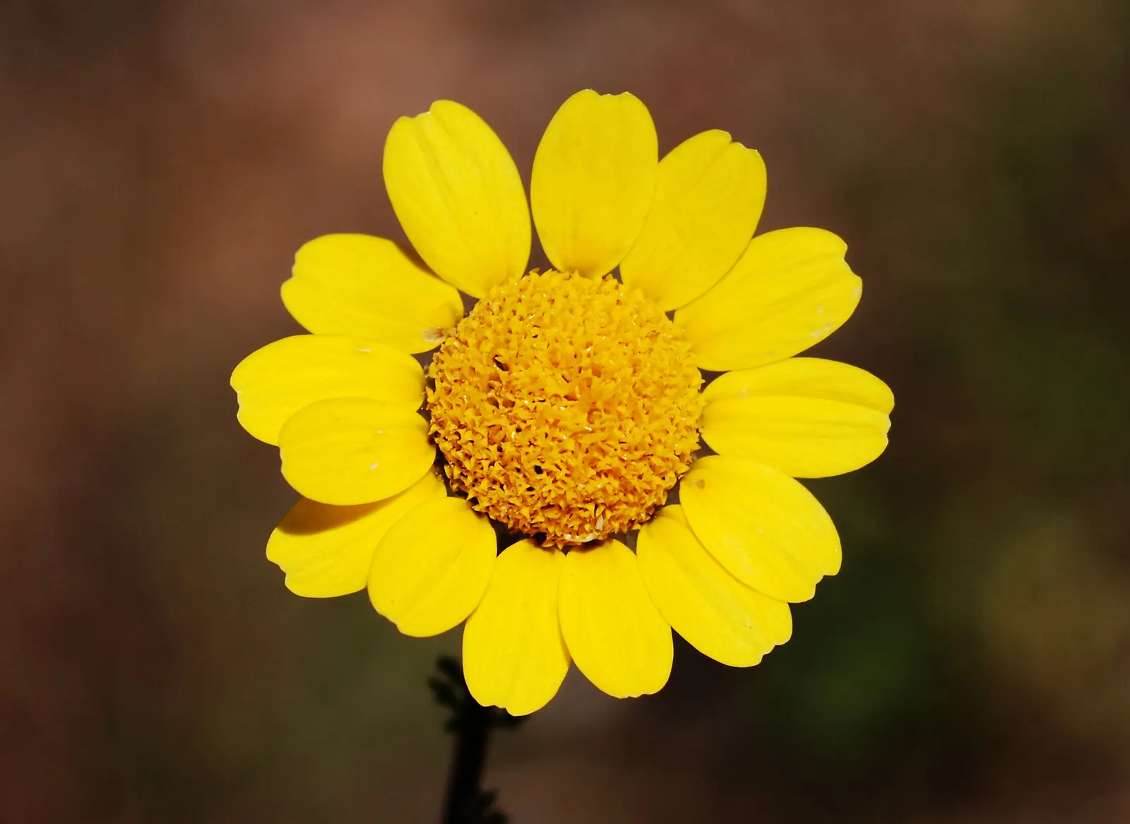 Chamomile, Roman Chamomile (Chamaemelum Nobile) — Roman Chamomile thrives in full sun to partial shade and prefers well-drained; spreading up to 12 inches