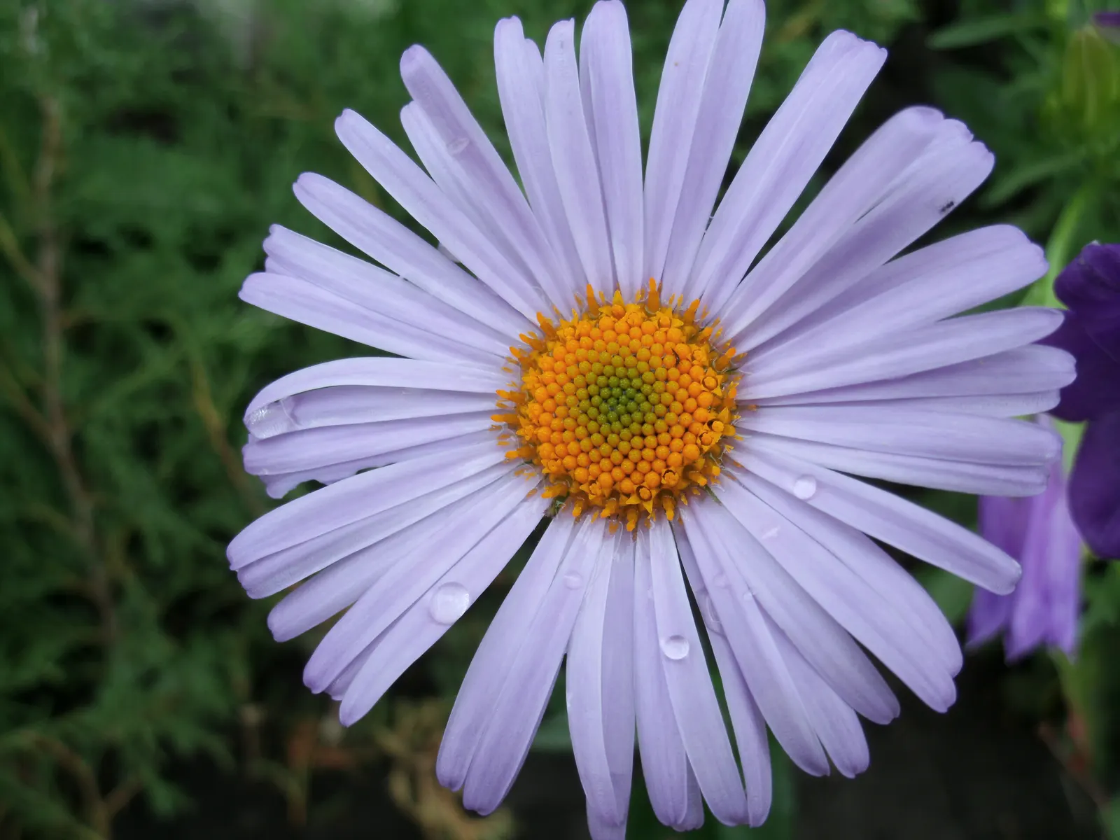 Chamomile, Roman Chamomile (Chamaemelum Nobile) — commonly known as Roman Chamomile
