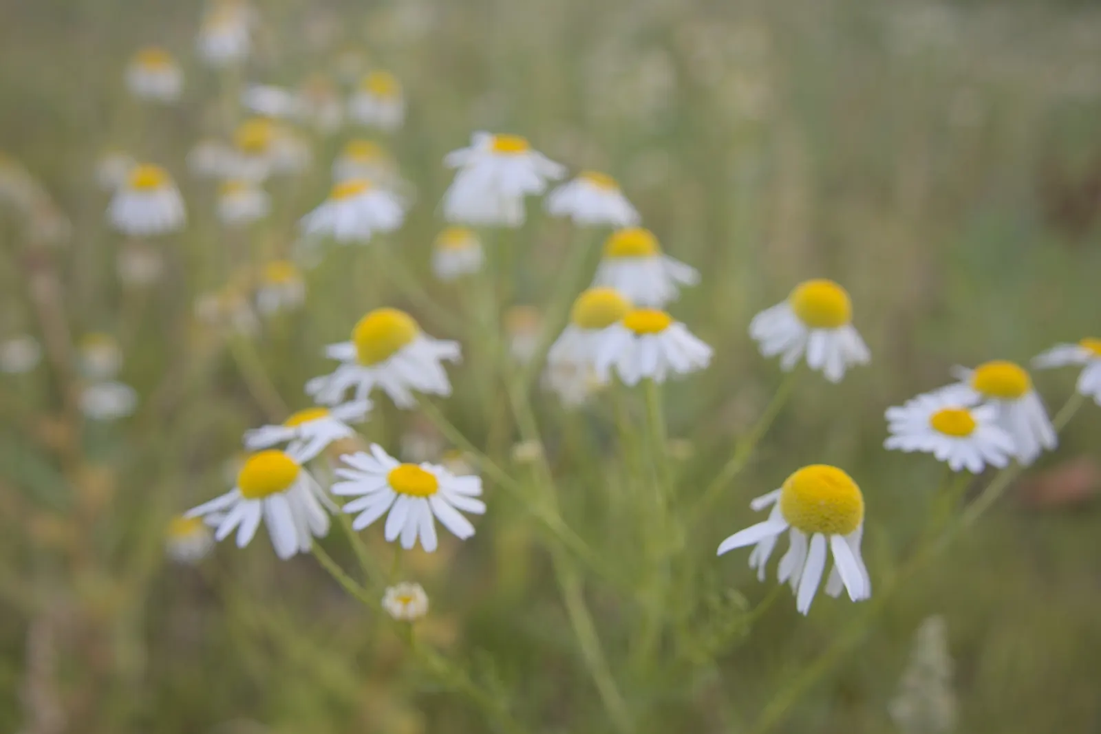 Chamomile, Roman Chamomile (Chamaemelum Nobile) — spreading up to 12 inches; this evergreen reaches a mature height of only 4 to 12 inches and, image 51