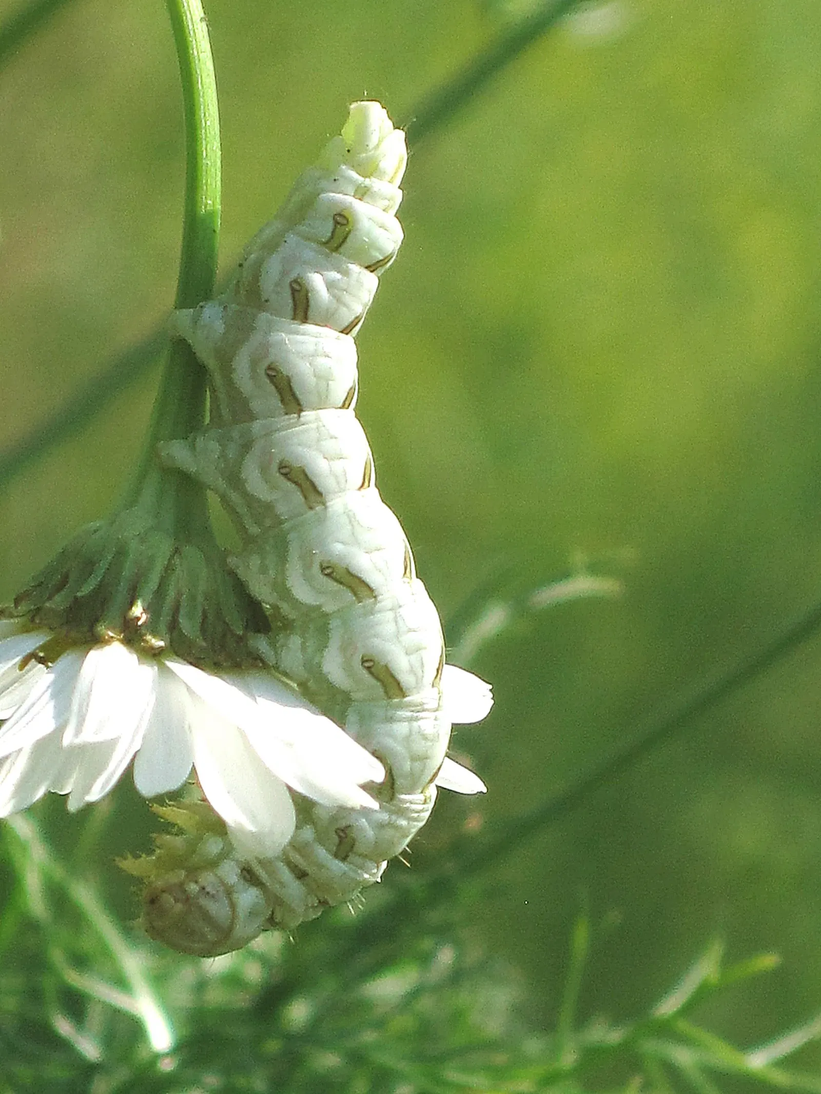 Chamomile, Roman Chamomile (Chamaemelum Nobile) — low-growing mat about 3-4 inches tall; feathery foliage and daisy-like white flowers with yellow centers