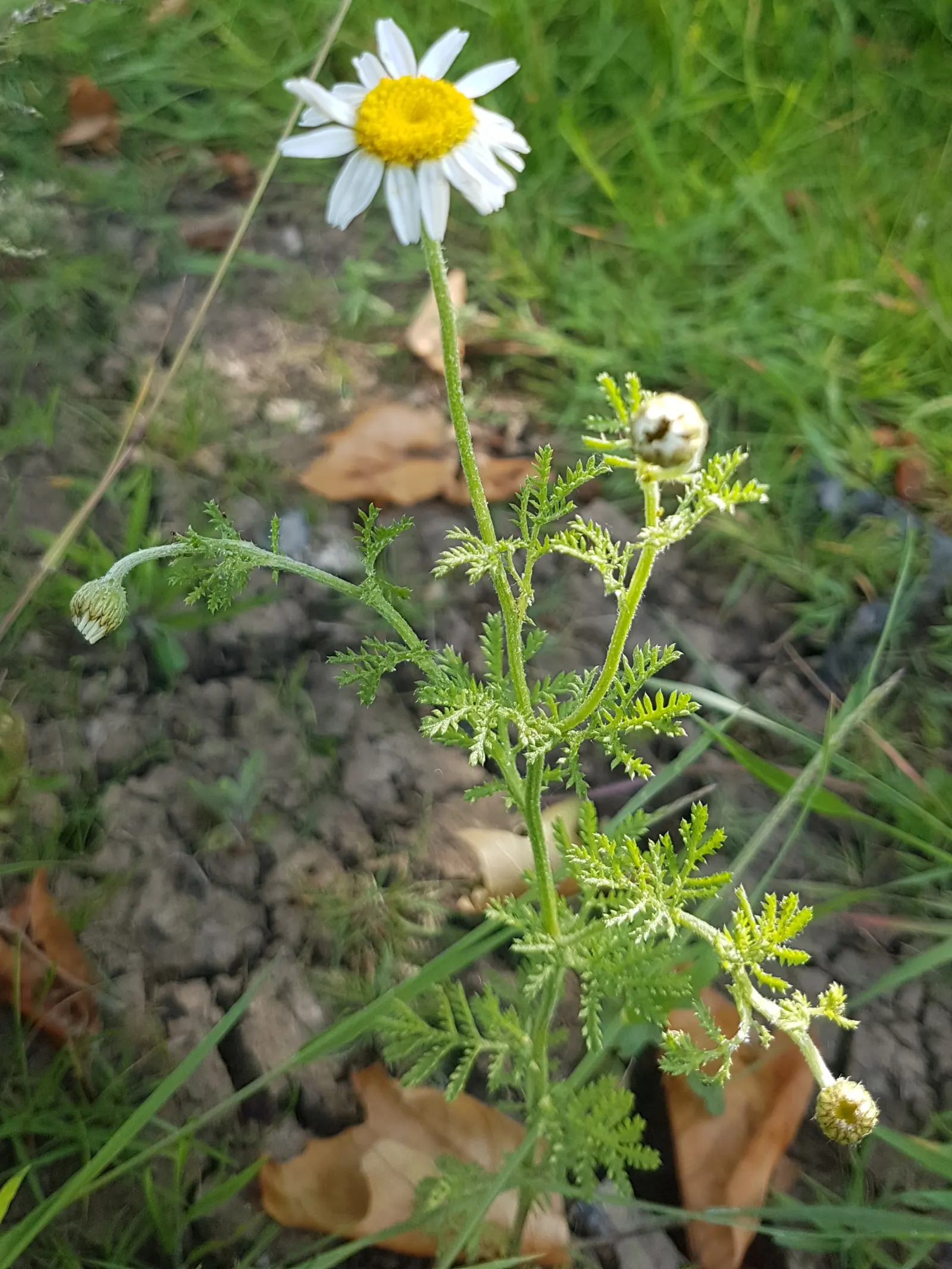 Chamomile, Roman Chamomile (Chamaemelum Nobile) — feathery foliage and daisy-like white flowers with yellow centers