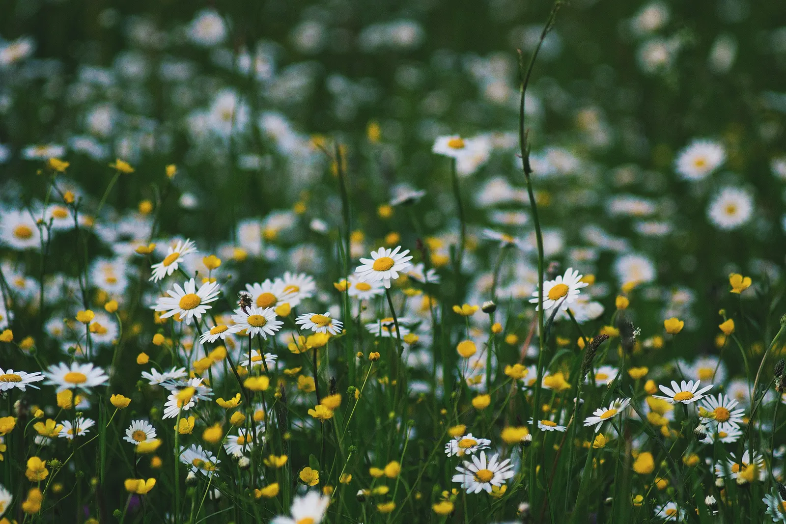 Chamomile, Roman Chamomile (Chamaemelum Nobile) — With a moderate growth rate