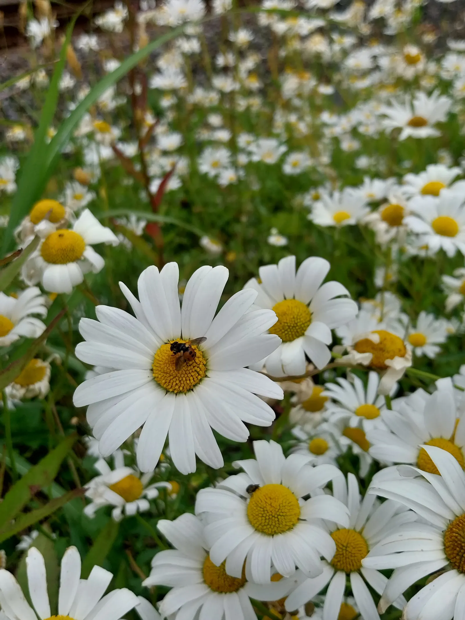 Chamomile, Roman Chamomile (Chamaemelum Nobile) — Roman Chamomile (Chamaemelum nobile) is a perennial herb famous for its aromatic