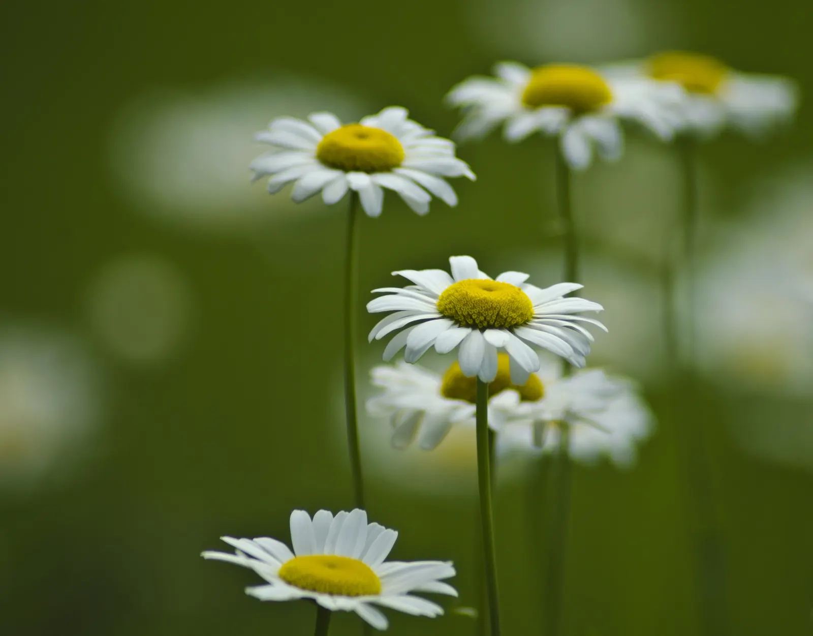 Chamomile, Roman Chamomile (Chamaemelum Nobile) — Ideal for full sun to part shade, this plant prefers well-draining soil and moderate moisture