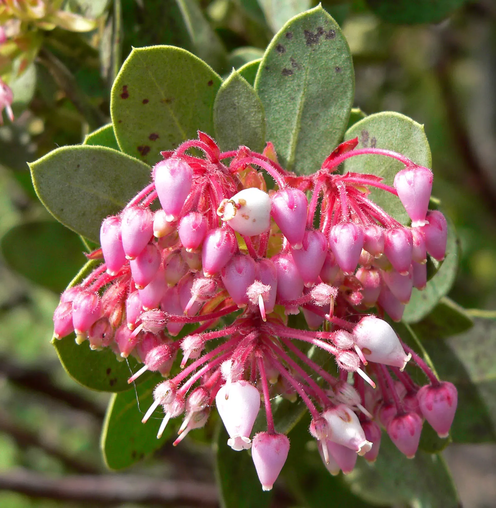Mexican Manzanita (Arctostaphylos Pringlei) — Versatile for mixed borders and xeriscaping, it adds year-round interest with minimal maintenance
