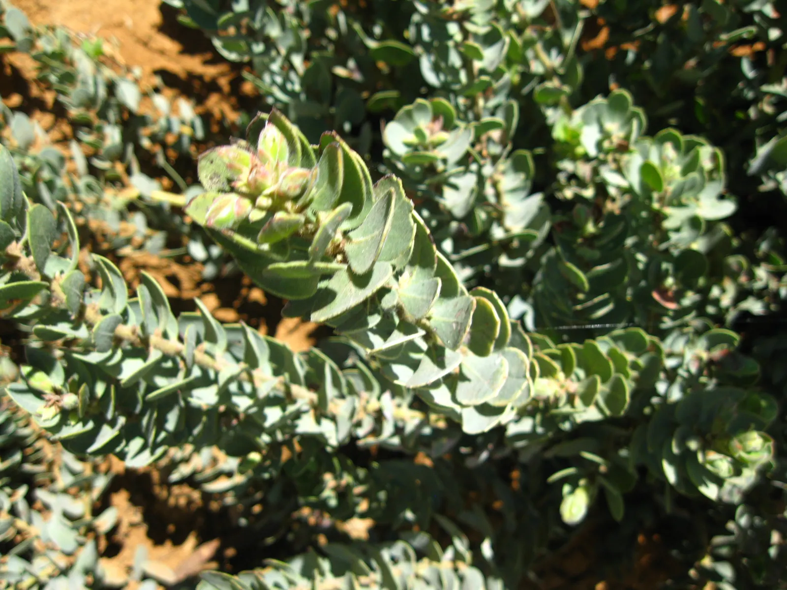 Mexican Manzanita (Arctostaphylos Pringlei) — Its bark exudes a rich reddish-brown color
