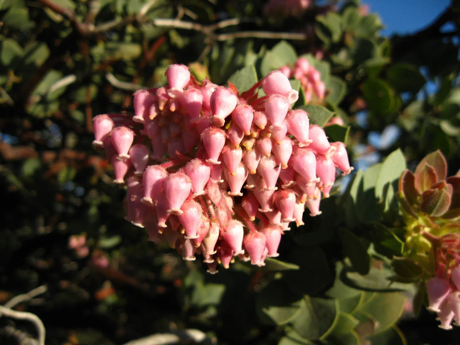Mexican Manzanita (Arctostaphylos Pringlei) — peeling away to reveal smooth