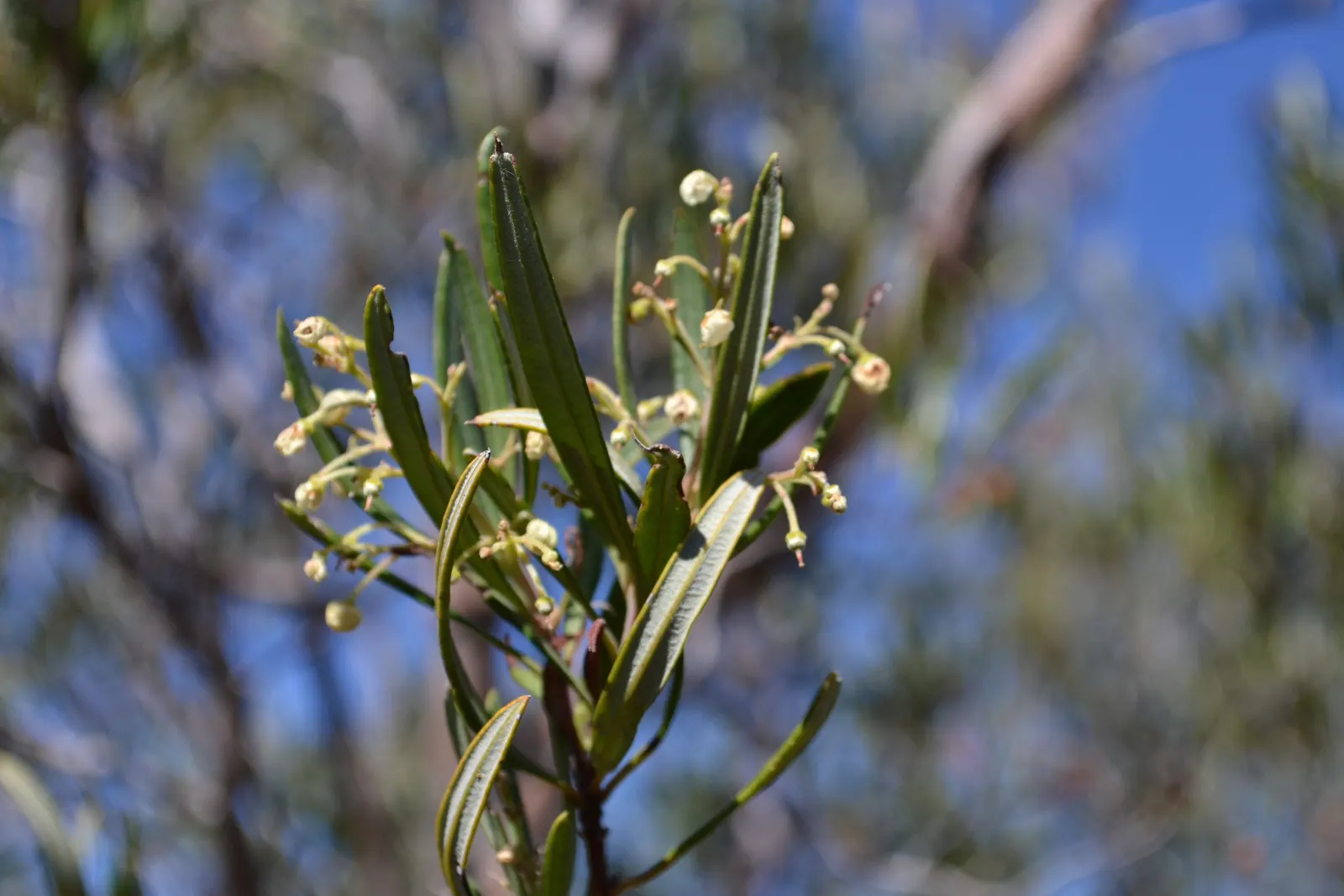 Mexican Manzanita (Arctostaphylos Pringlei) — typically measuring around 1 to 2 inches long