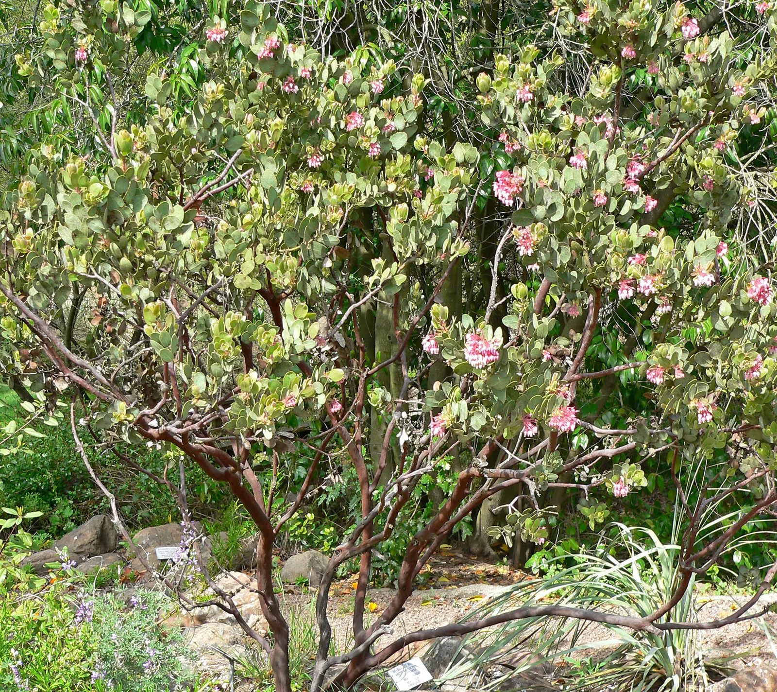 Mexican Manzanita (Arctostaphylos Pringlei) — It is highly drought-tolerant once established, making it a low-maintenance option for water-wise gardens
