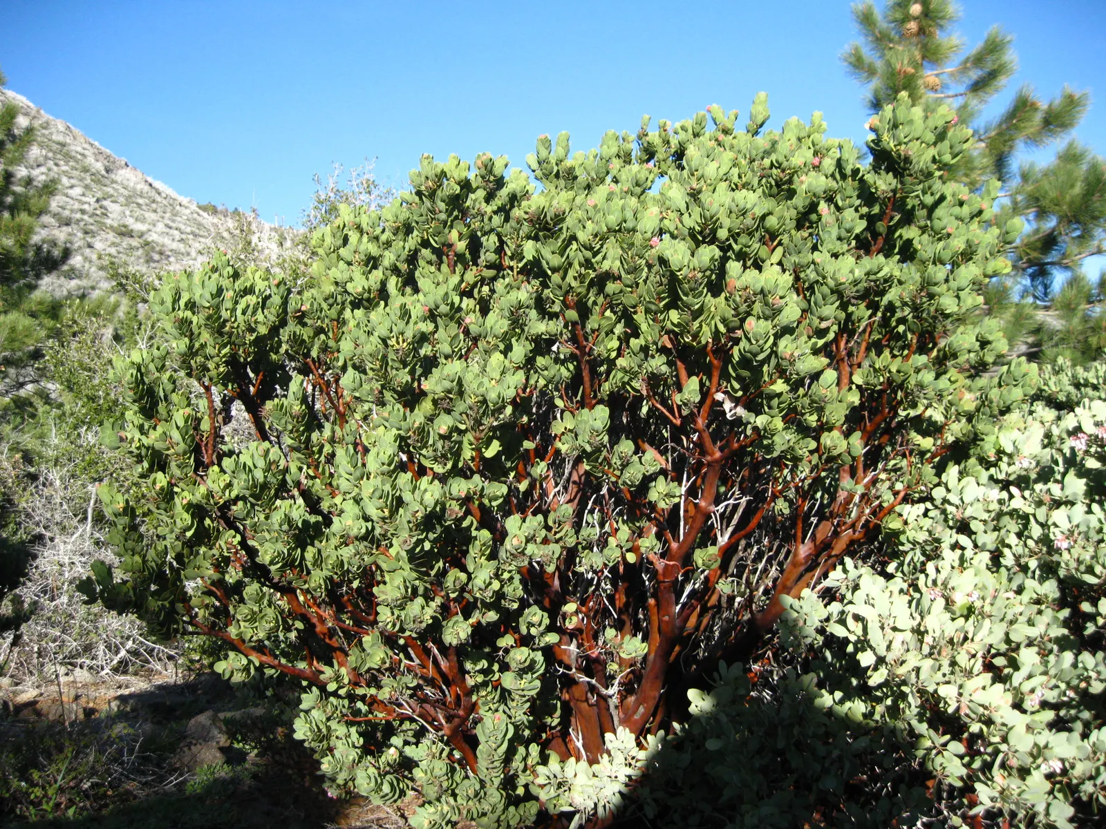 Mexican Manzanita (Arctostaphylos Pringlei) — reaching 6-10 ft high with an equal spread