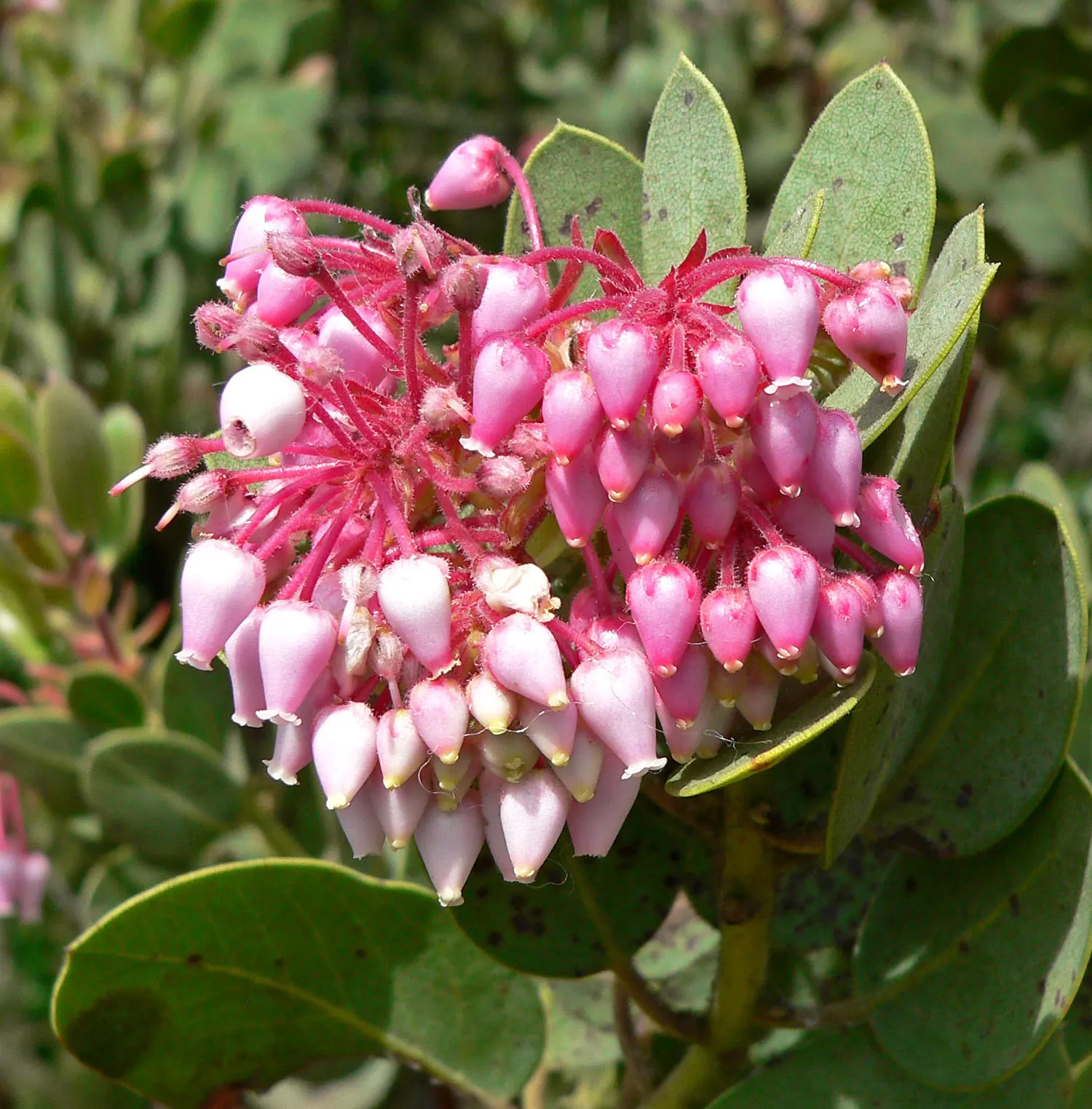 Mexican Manzanita (Arctostaphylos Pringlei) — Notable for its rich mahogany bark and bell-shaped pink flowers, it blooms in spring, attracting pollinators