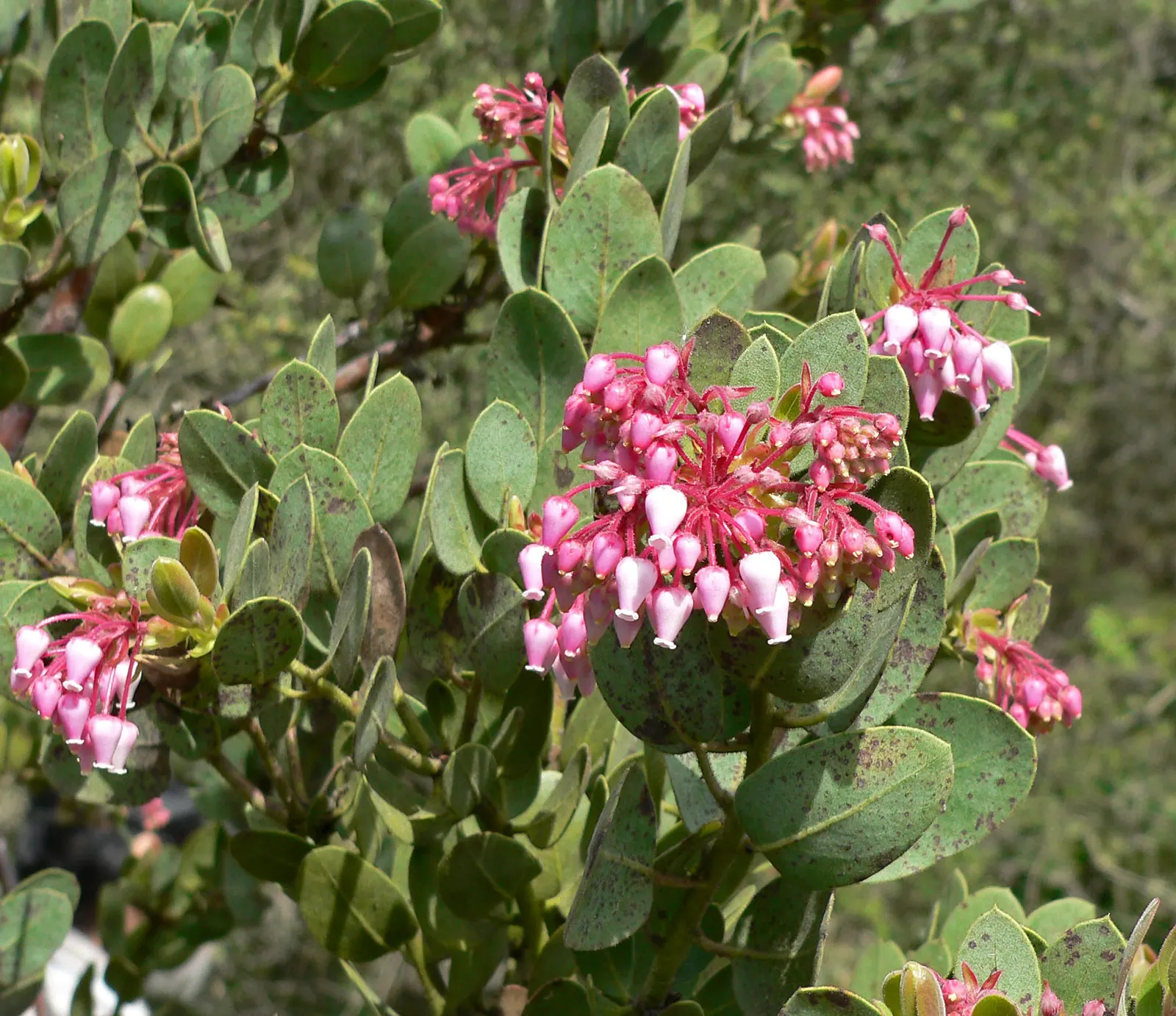 Mexican Manzanita (Arctostaphylos Pringlei) — attracting pollinators like bees and hummingbirds