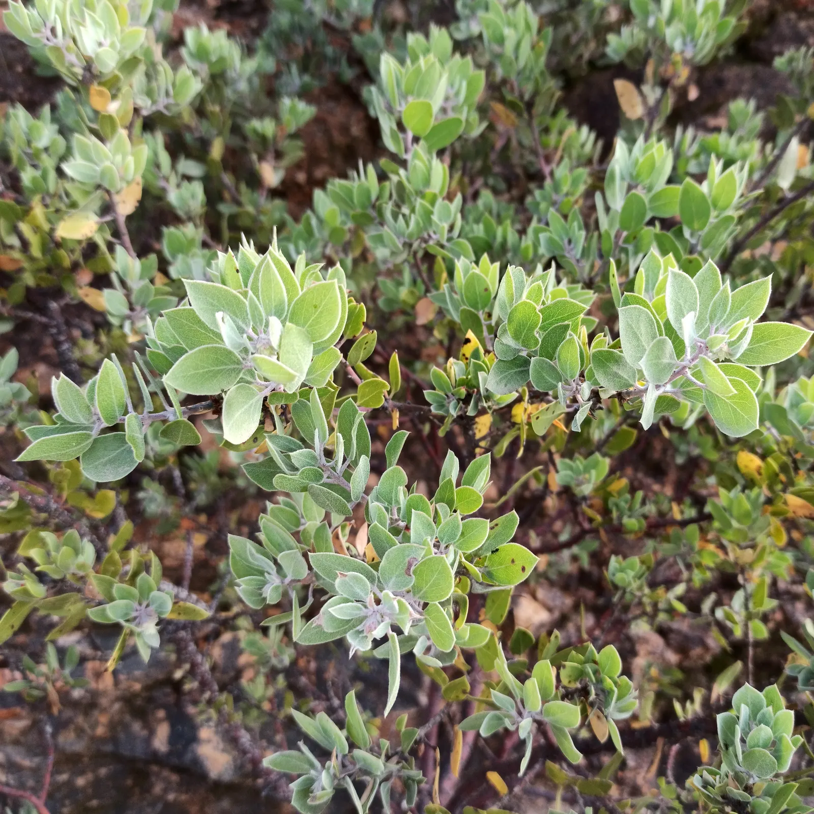 Mexican Manzanita (Arctostaphylos Pringlei) — bell-shaped pink to white flowers which bloom profusely from late winter to early spring