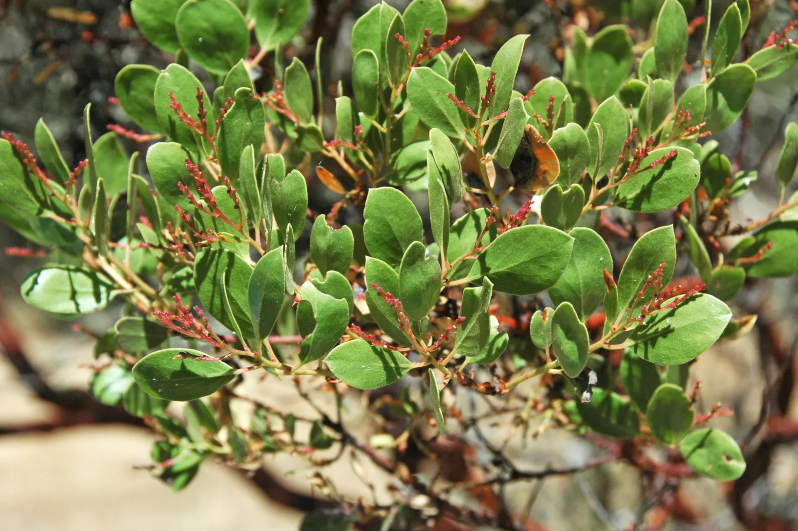 Mexican Manzanita (Arctostaphylos Pringlei) — the Mexican Manzanita prefers well-drained soils and thrives in full sun to partial shade