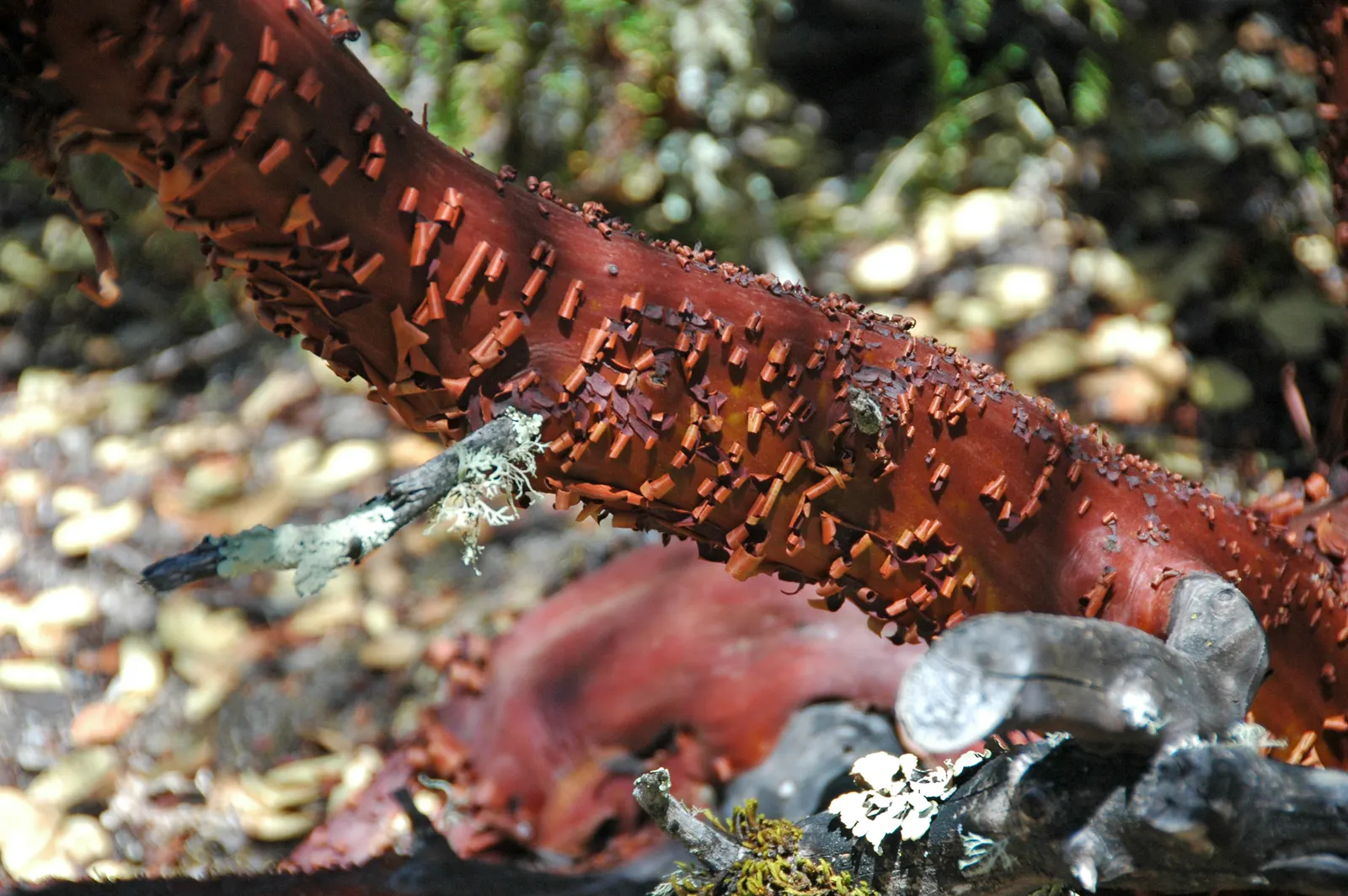 Mexican Manzanita (Arctostaphylos Pringlei) — The Mexican Manzanita (Arctostaphylos pringlei) is a striking evergreen shrub