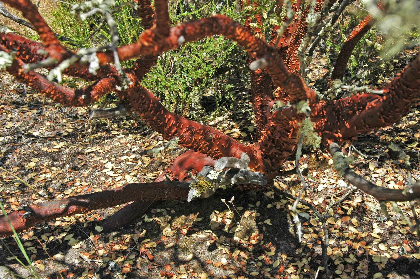 Mexican Manzanita (Arctostaphylos Pringlei) — pink flowers in the garden